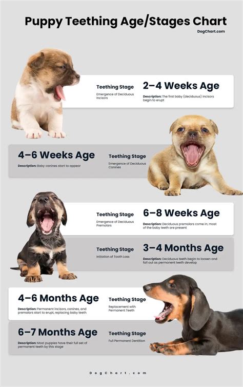 Age Puppy Teeth Chart