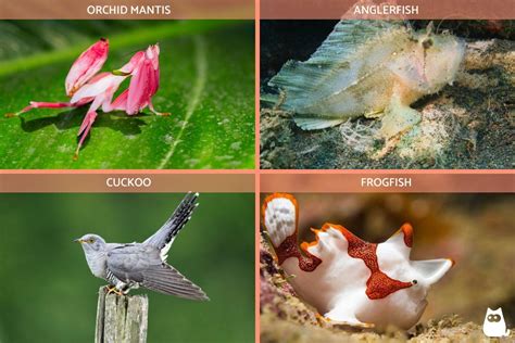 Aggressive Mimicry examples