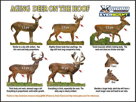 Aging Deer On The Hoof Chart