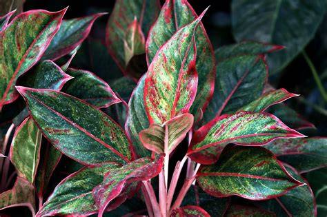 Aglaonema