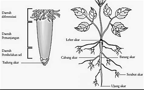 Akar, Batang, Daun, dan Bunga