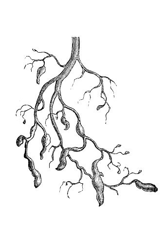 Akar Rusak