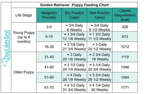 Akc Golden Retriever Feeding Chart