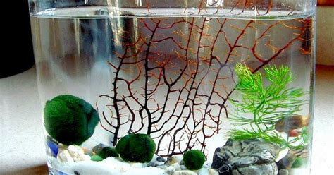 Akuarium Berbusa