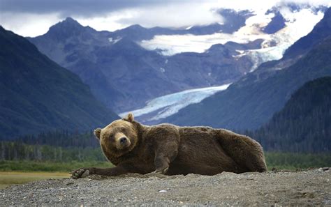 Alaska Wildlife Wallpaper