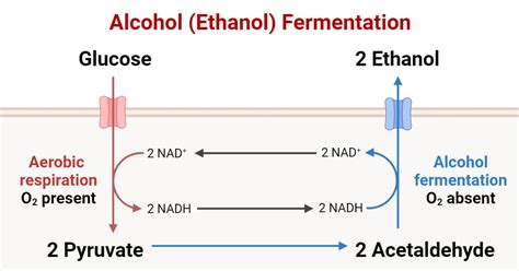 Proses Fermentasi Alkohol