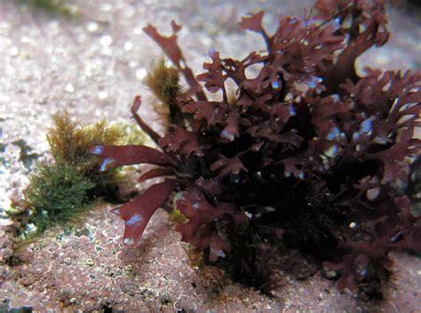 Alga