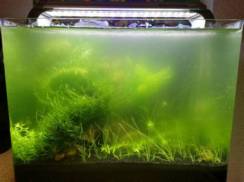 Algae in tank