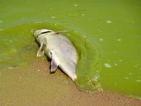 Algal Bloom