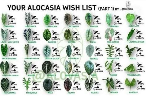 Alocasia Types Chart
