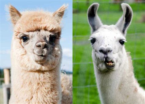 Alpaka dan Llama