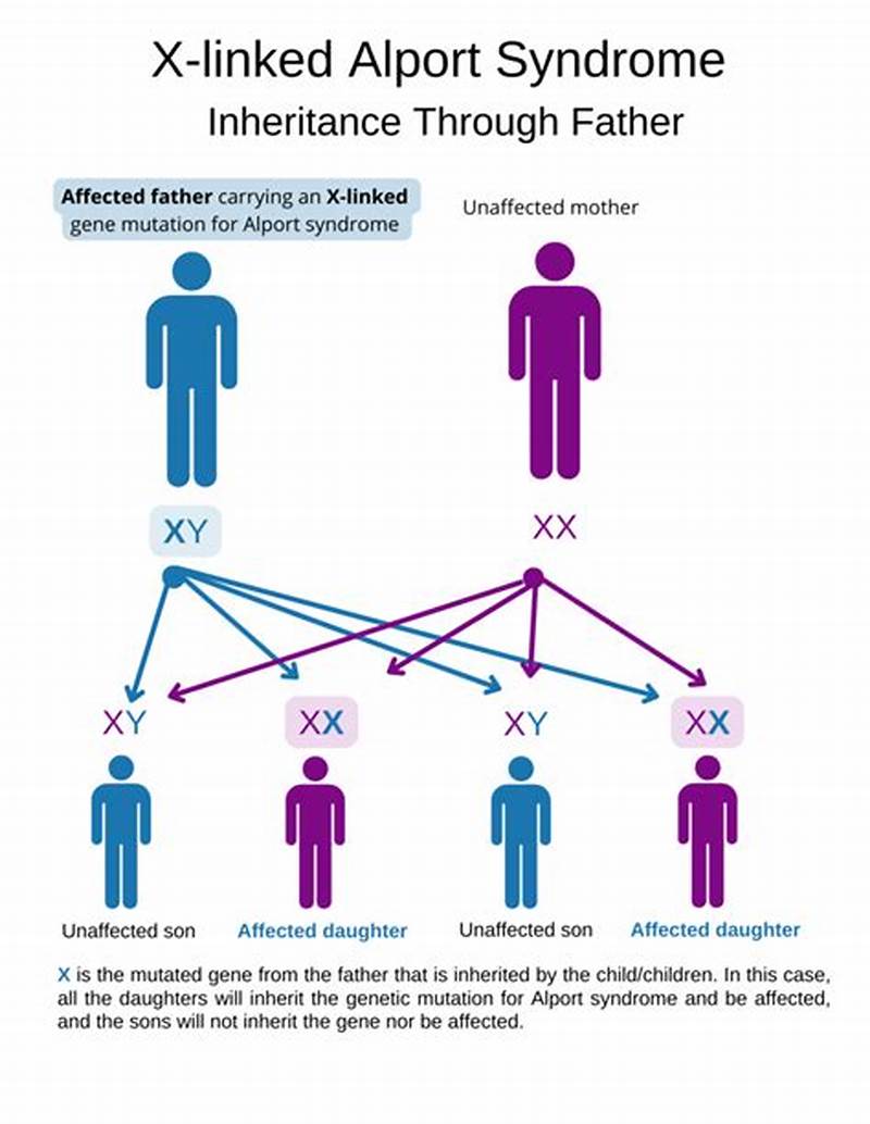 Alport Inheritance Pattern