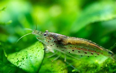 Amano Shrimp