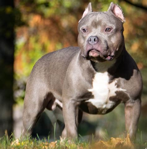 Pit bull Dogs