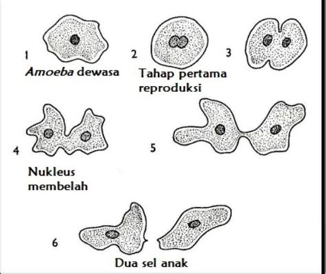 Amoeba Membelah Diri