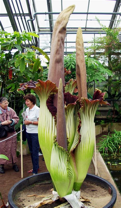 Amorphophallus Titanum