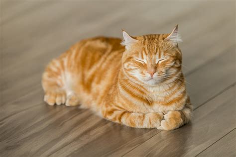 Anak Kucing Lemas