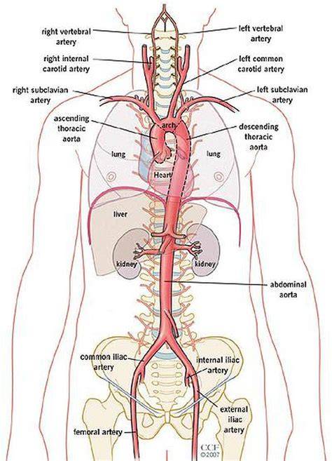 Anatomi Aorta Manusia