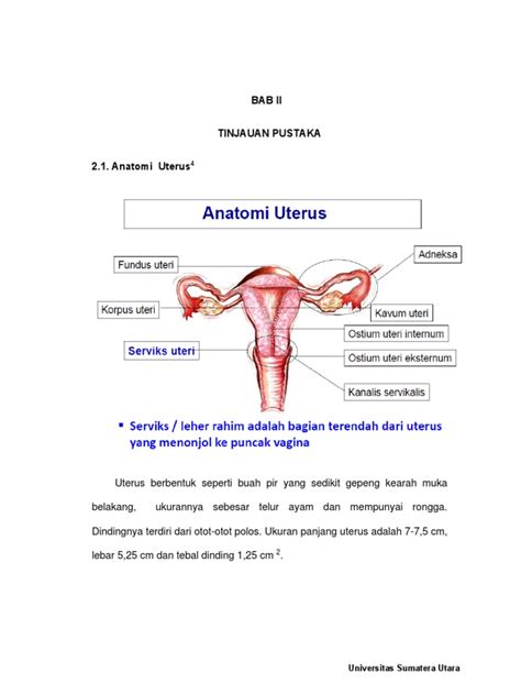 Anatomi Uterus