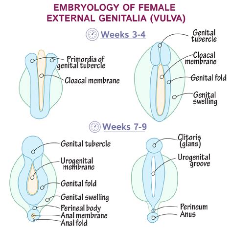 Anatomi Vulva