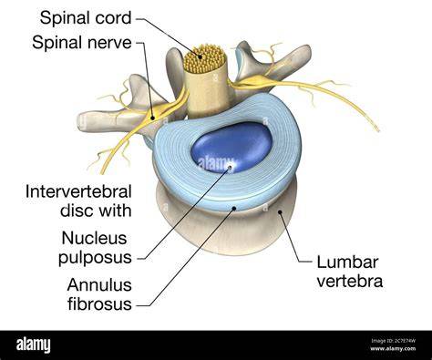 Anatomi diskus intervertebralis
