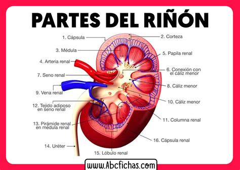 Del Rinon