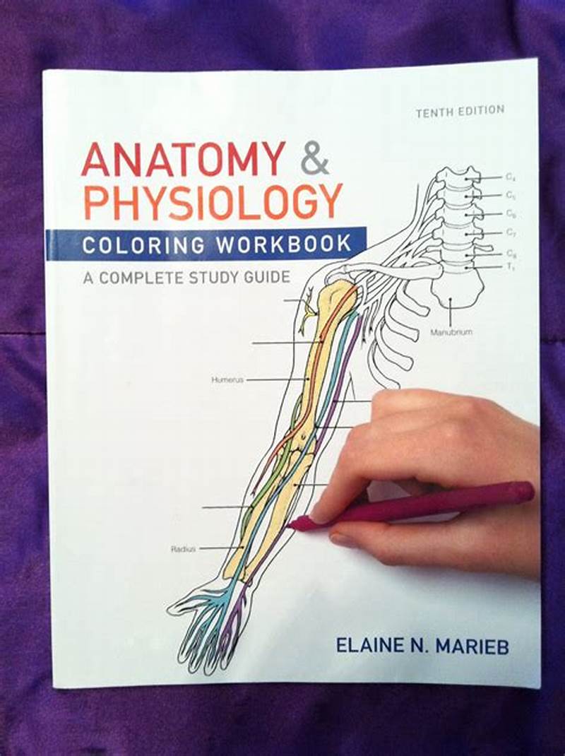 Anatomy   Physiology Coloring Workbook  A Complete Study Guide