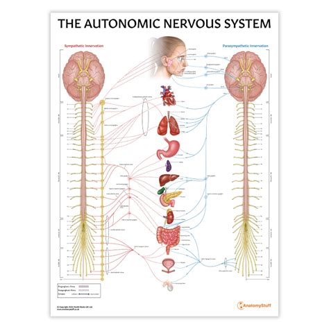 Anatomy of Autonomic Nervous System