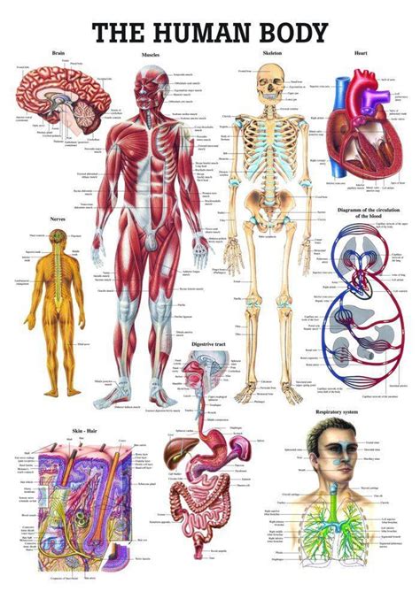 Human Body Parts