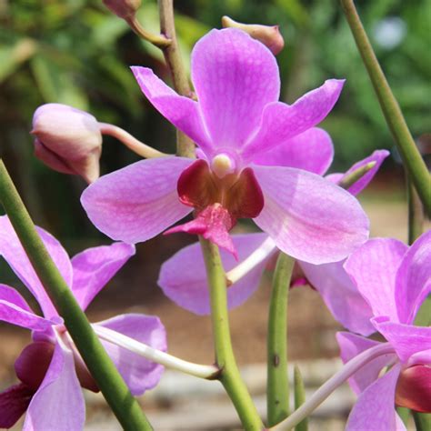 Anggrek Vanda Douglas