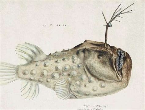 Ikan Sungut Ganda Mimikri