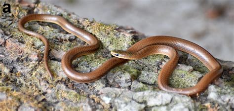 Anguiculus DiCaprioi