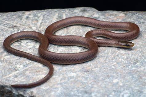 Anguiculus DiCaprioi snake