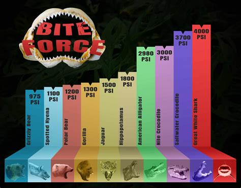 Animal Bite Force Chart