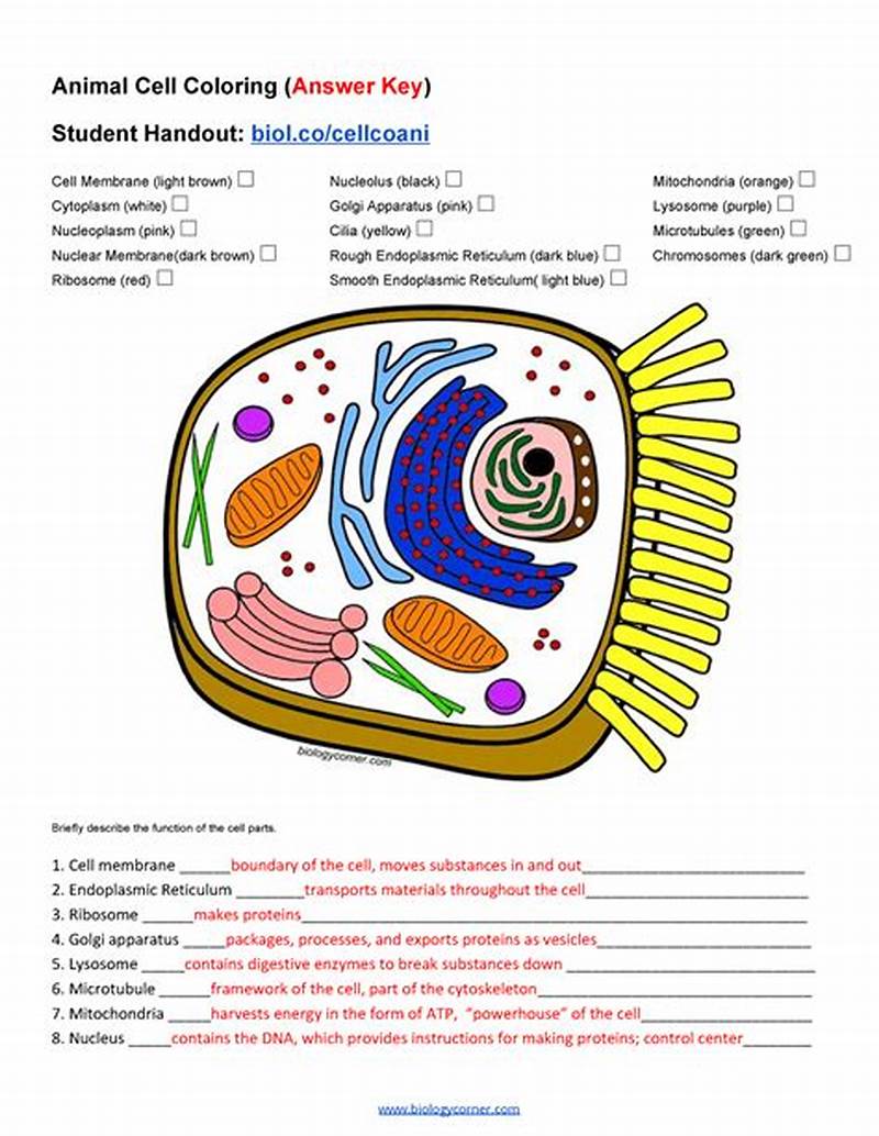 Animal Cell Coloring Answer Key Labeled