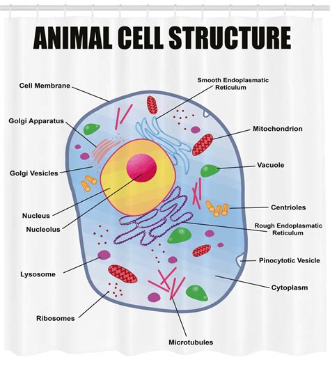 Animal Cell Text