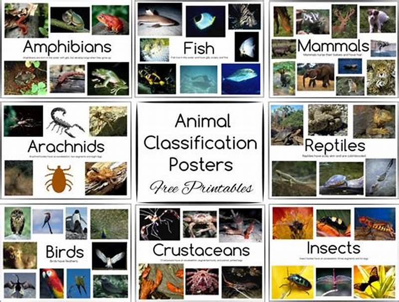 Animal Classification Chart Printable