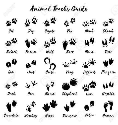 Animal Footprints Printable