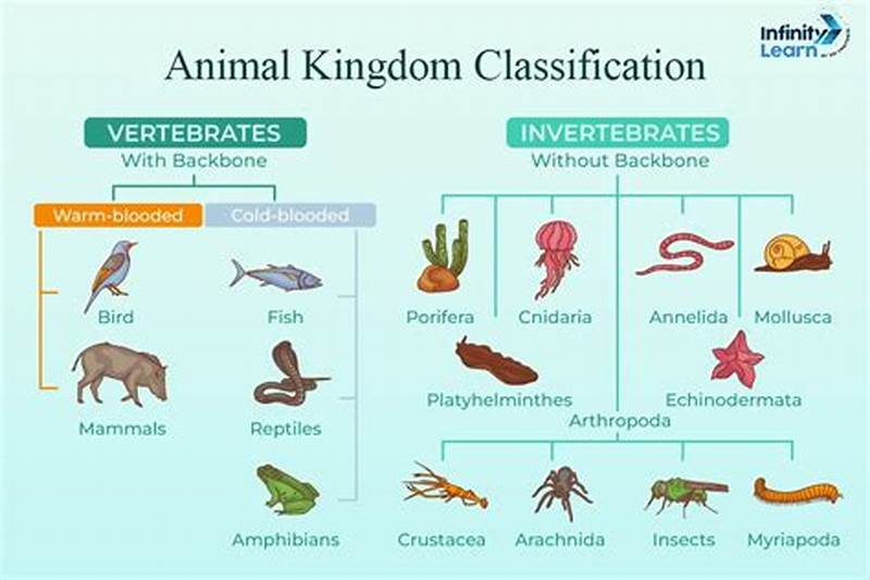Animal Kingdom Classification Chart With Examples
