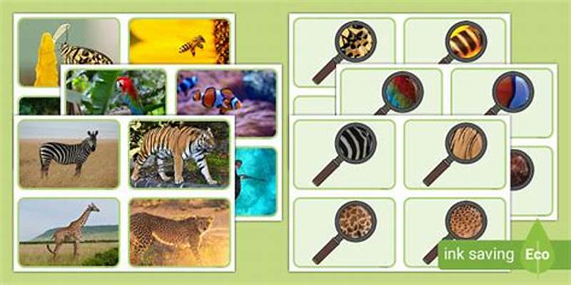 Animal Pattern Matching