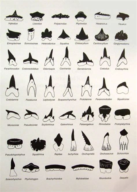 Animal Teeth Identification Chart