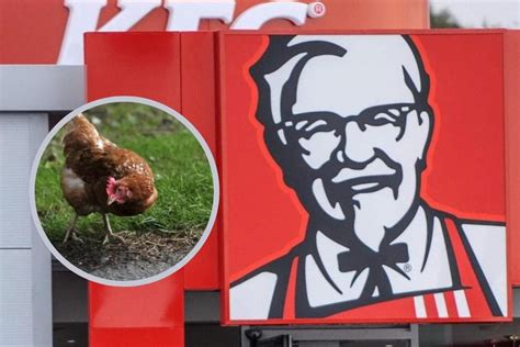 Animal Welfare KFC
