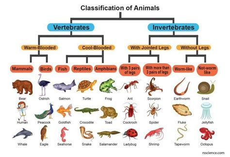 Animalia Kingdom Classification Chart