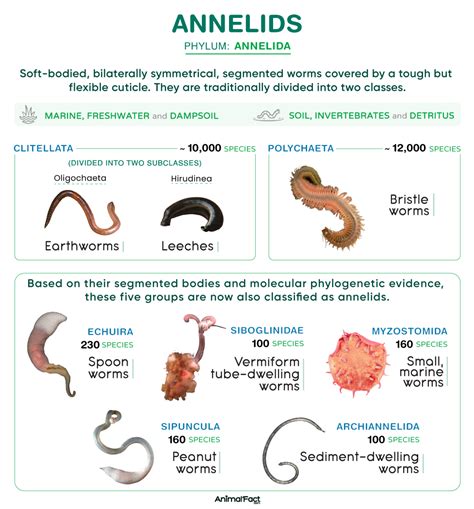 Annelida