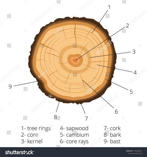 Annual Rings