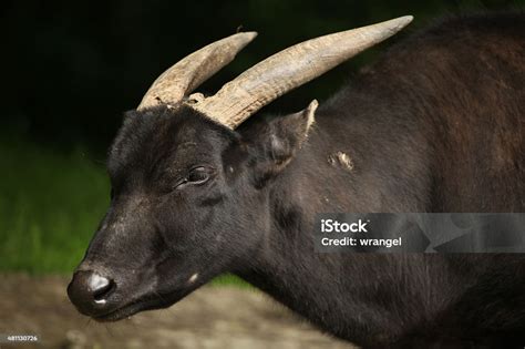 Anoa Dataran Rendah