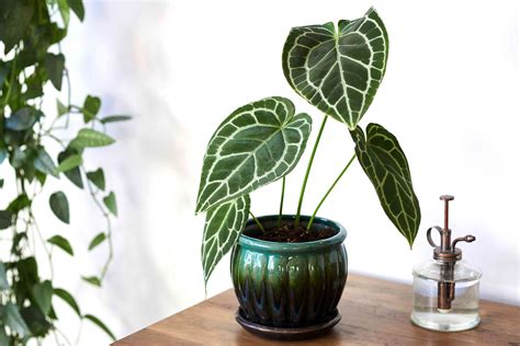 Anthurium