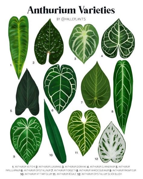 Anthurium Types Chart
