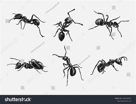 Ants Drawing