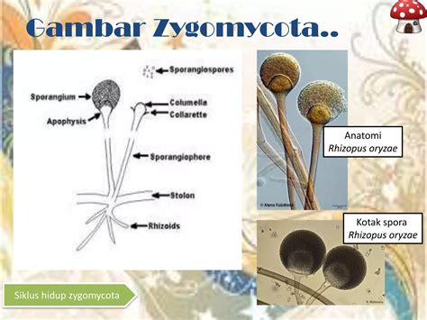 Apa itu Zygomycota Sebenarnya